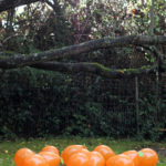 poppin-pumpkins